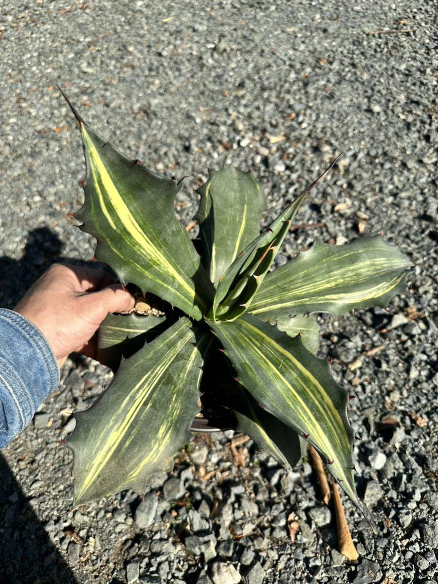 地植え美株】アガベ フェロックス錦黄覆輪2 地植え美株】アガベ フェロックス錦黄覆輪2