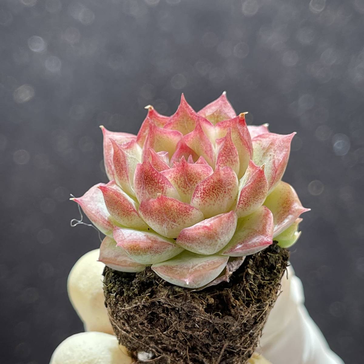 128株 Y147多肉植物 エケベリア 超美苗 ステラ サボテン 観葉植物 土と根付きで発送