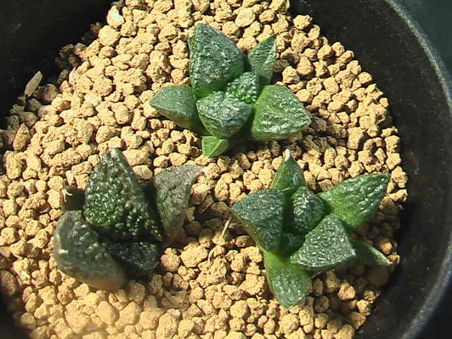 ★奈研★サボテン★363★ 玉ゴジラ　実生Ariocarpus　retusus v.frumdosus　×　A.fissuratus cv.“Ｇｏｄｚｉｌｌａ”　実生約W2.6-2.7cm