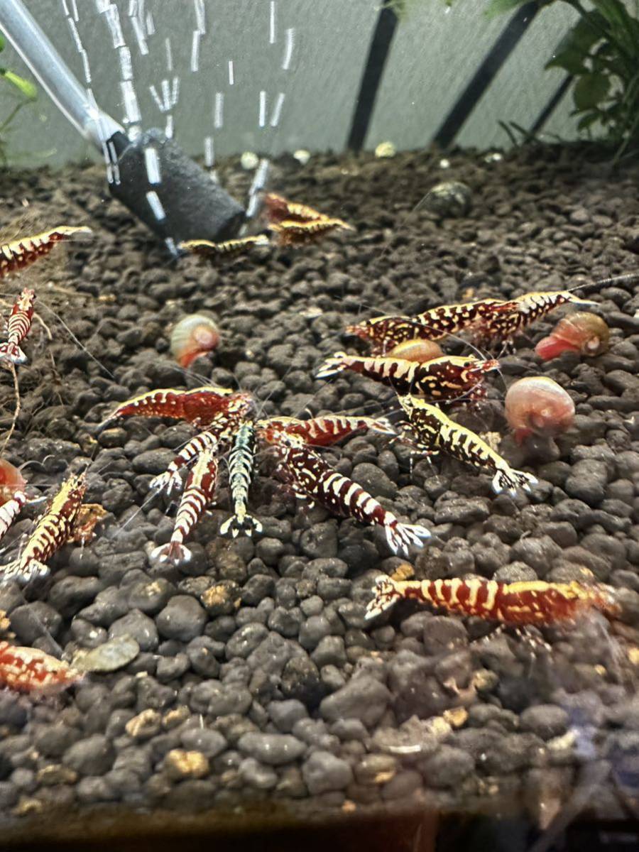 レッドギャラクシーフィッシュボーン10匹ブリードセット