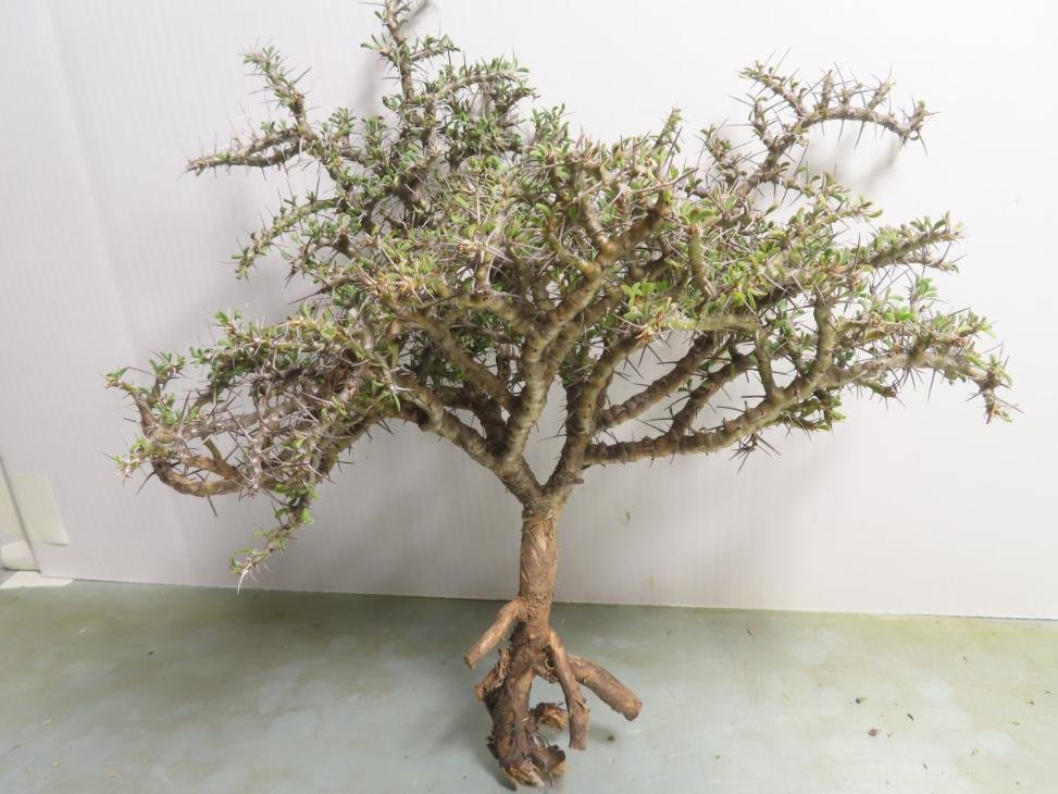 エ0544 「塊根植物」モンソニア カンデボエンシス 抜き苗【11/27最新到着・Monsonia(Sarcocaulon) camdeboensis・サルコカウロン】