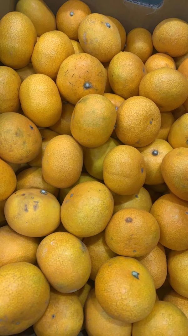 熊本県産 極早生みかん みかん 約20kg (3S～Lサイズ・熊本県産・早生)