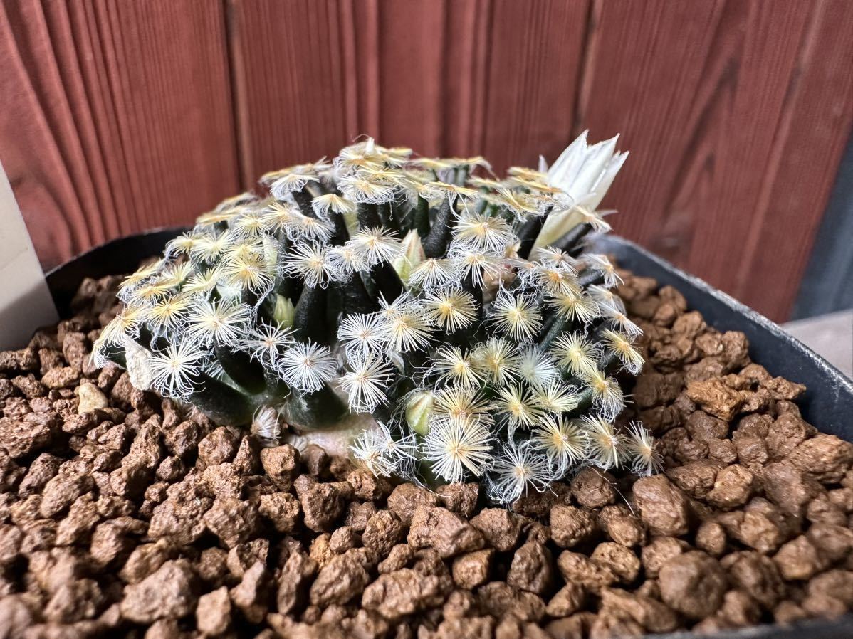 23 マミラリア 黒肌明星 実生・サボテン 多肉植物