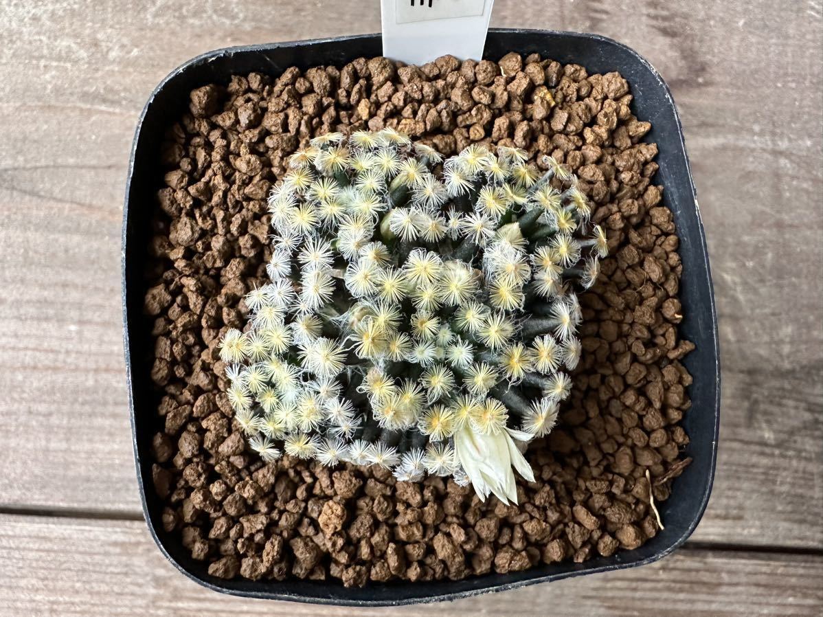 園芸ネット本店｜[ザ・ファームセレクト]マミラリア ：黒肌明星（くろ