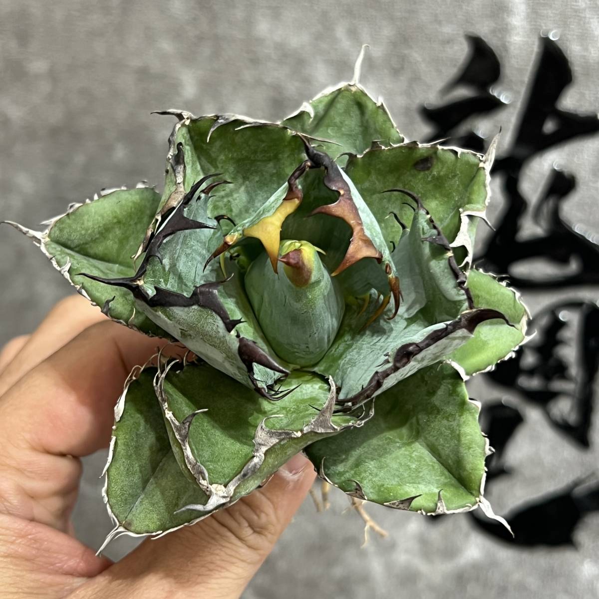 Agave agave isthmensis princess crown ②アガベ イシスメンシス