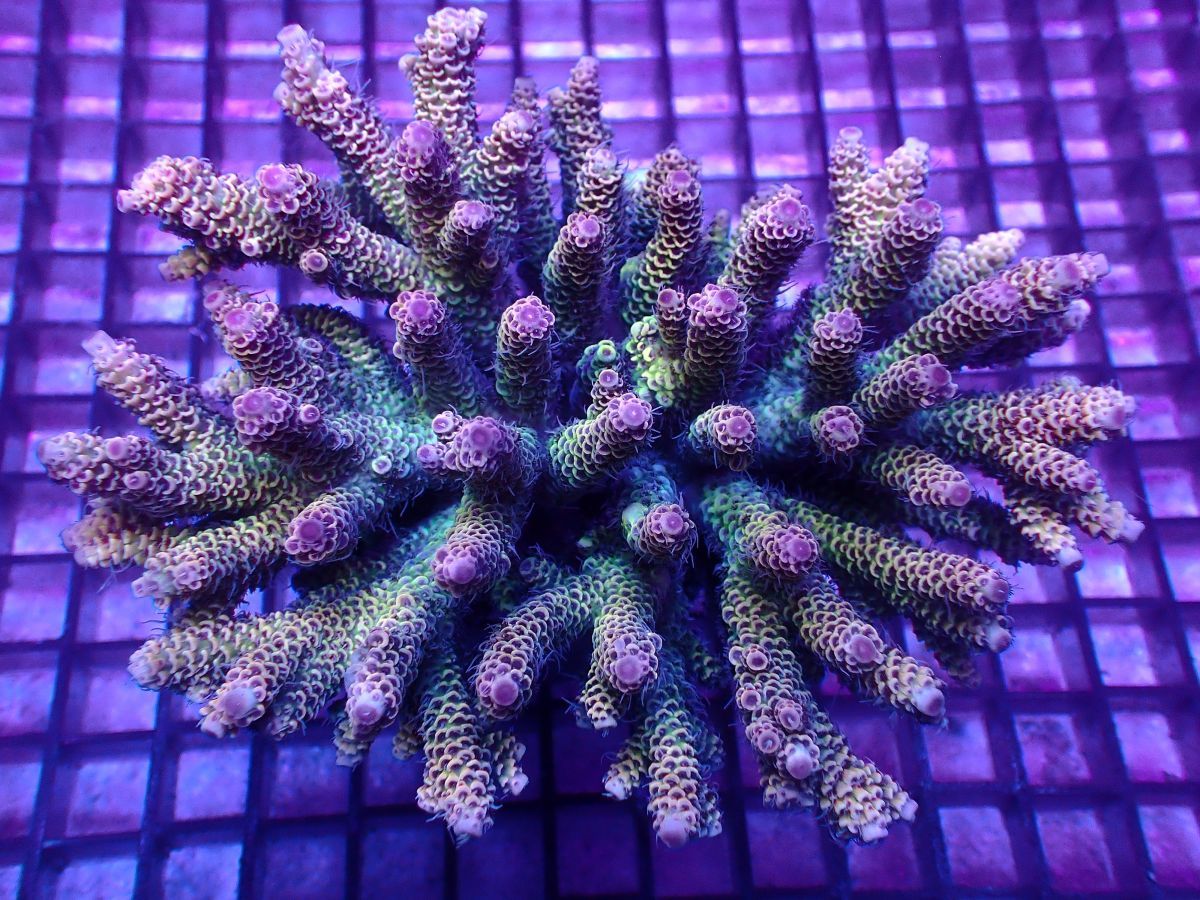 【AJISAI】＊超激美＊『ハイマツミドリイシ / ホールサイズ』(Rainbow Milepora) / サンゴ・コーラル