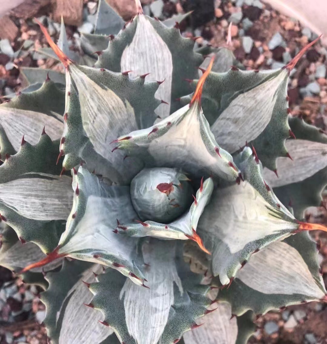 SS38 ZU38 貴重な希少種 多肉植物 アガベ 雷神 厚葉せきか 縞斑