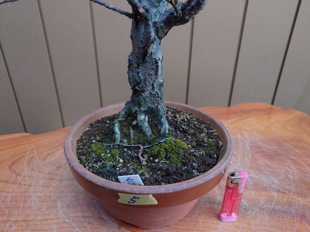 盆栽 野梅 樹高60cm 盆栽 野梅 5 樹高56cm - 本店 野梅の盆栽