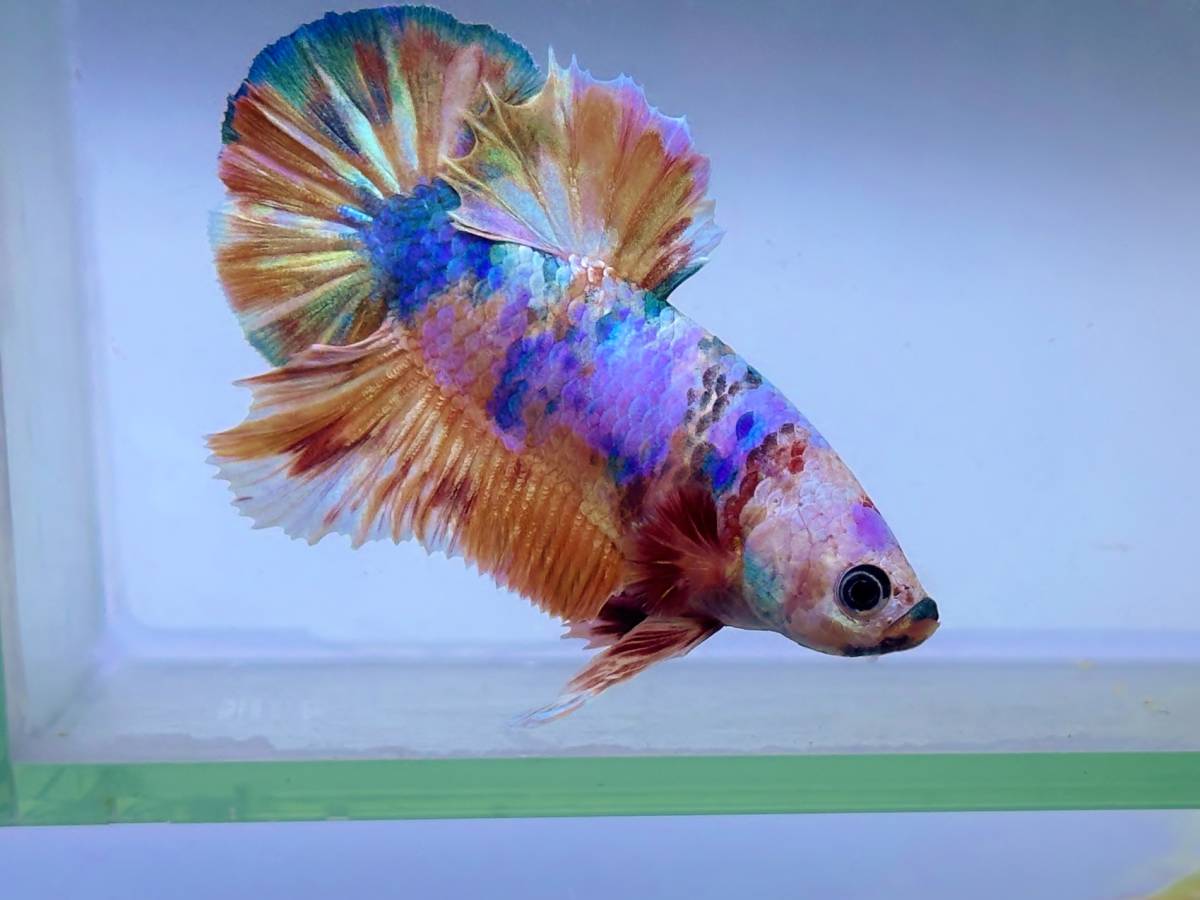 ワイルドベタ マクロストマ サラワク州 マルディ産 f1稚魚5匹