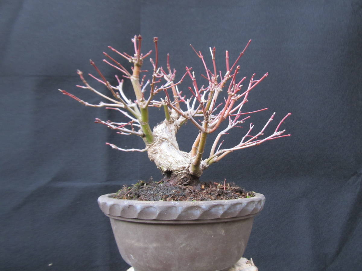 ☆小葉性チリメンカズラ 株立ち ミニサイズ