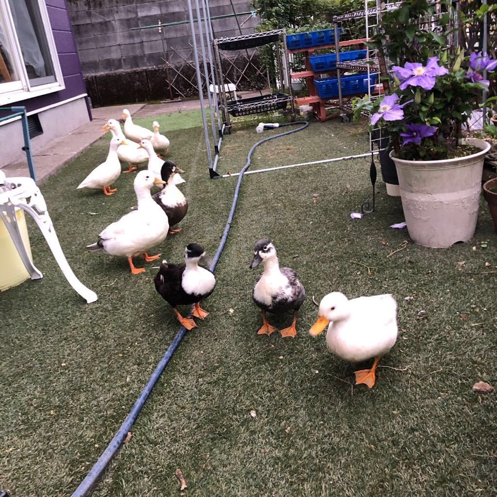 コールダック 食用有精卵 3個　有精卵 食用 