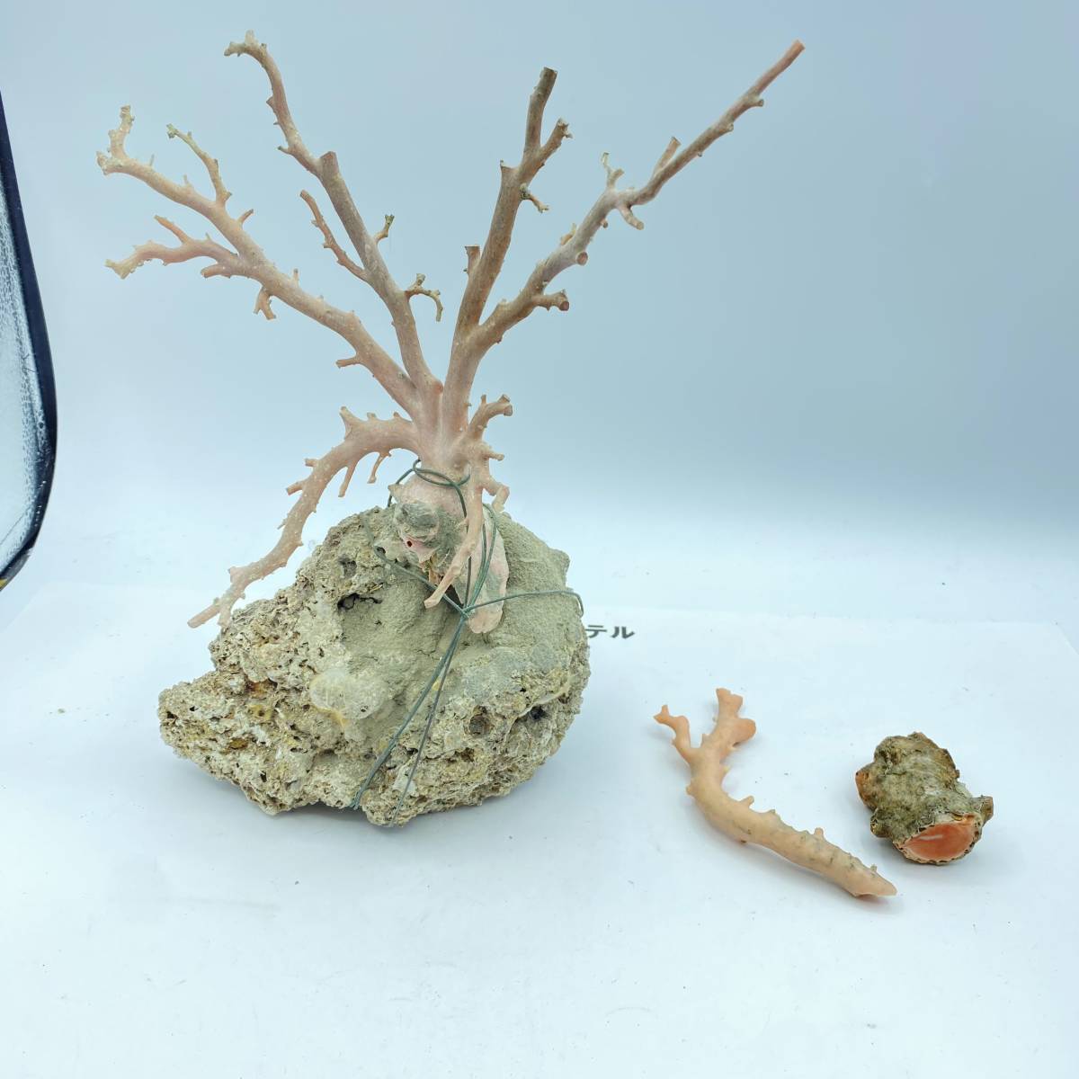 【F37】珊瑚　サンゴ　コーラル　原木　オブジェ　素材　ピンク珊瑚　現状品