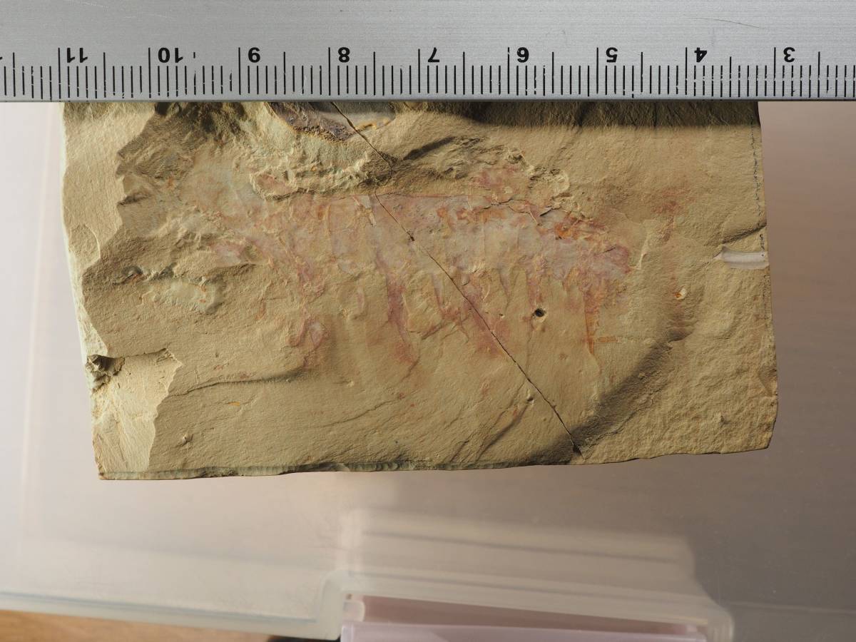 化石 澄江産 アノマロカリスの腕 博物館級 実物 値段交渉可能 澄江チェンジャン・関山◇19◇アノマロカリス類の腕 大型化石！ 119941
