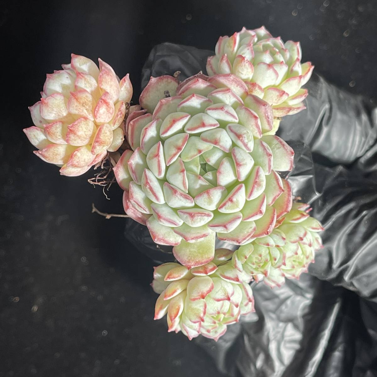 35株 E115-3多肉植物 エケベリア 小紅船 超美苗 サボテン 観葉植物 花 園芸　レア種