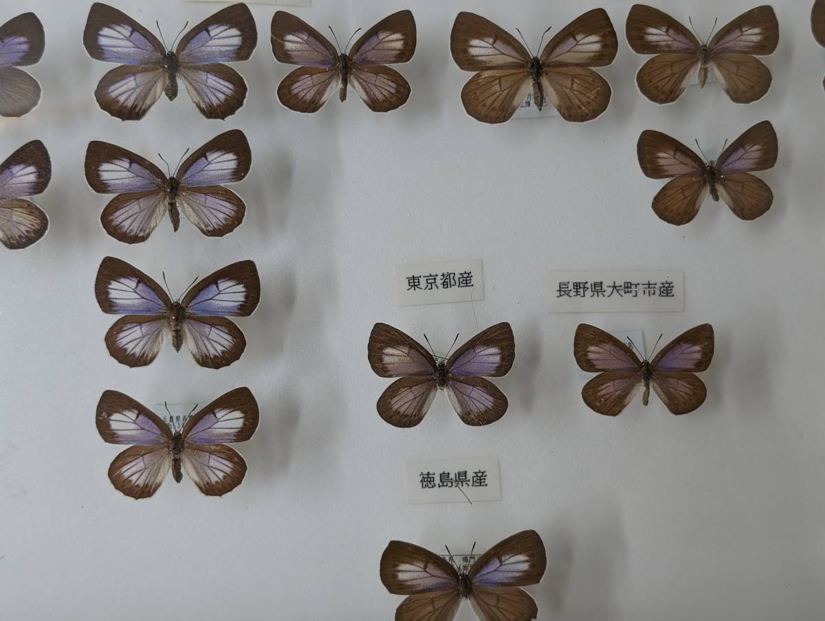 お値下げ❣️C-971△ドイツ箱 標本箱 シーラー箱 昆虫標本 蝶の標本