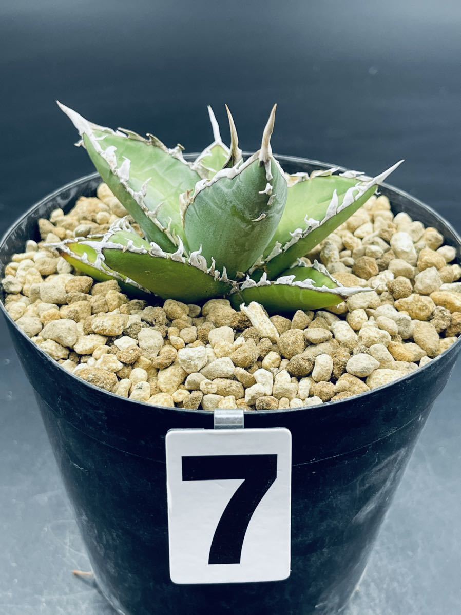 アガベ オテロイ（FO-076）②実生株 Agave oteroi(fo-076) seedling