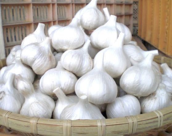 送料無料！令和5年度 青森県産にんにく Mサイズ 5キロ ホワイト六