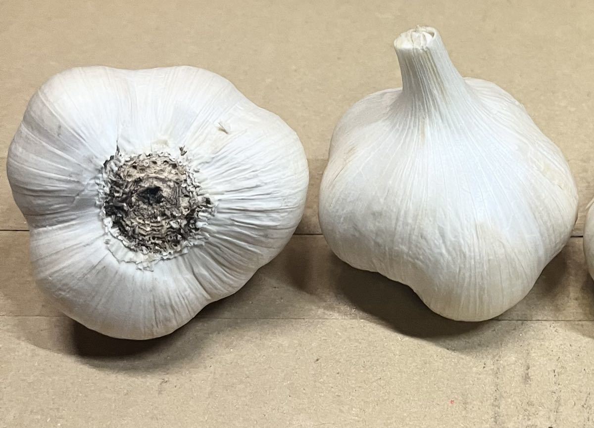 送料無料！令和5年度 青森県産にんにく Mサイズ 5キロ ホワイト六