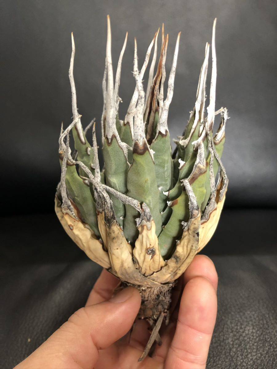 12 アガベ　ユタエンシス　エボリスピナ　陽炎　long棘　美株！