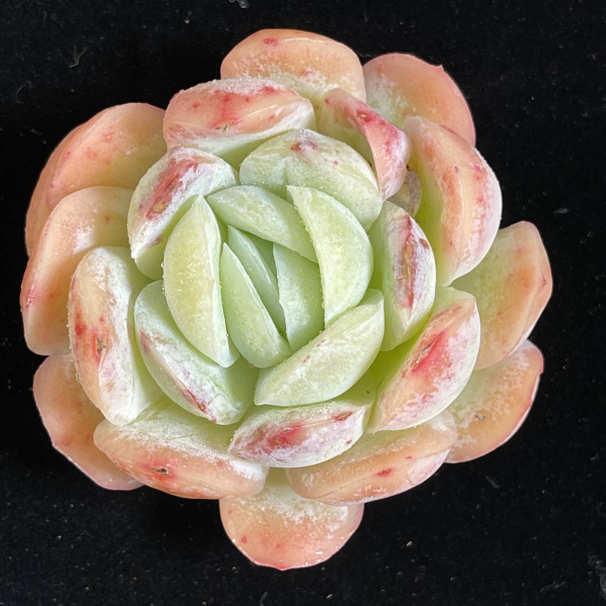 128株 E170-3多肉植物 エケベリア 純愛 超美苗 サボテン 観葉植物 花