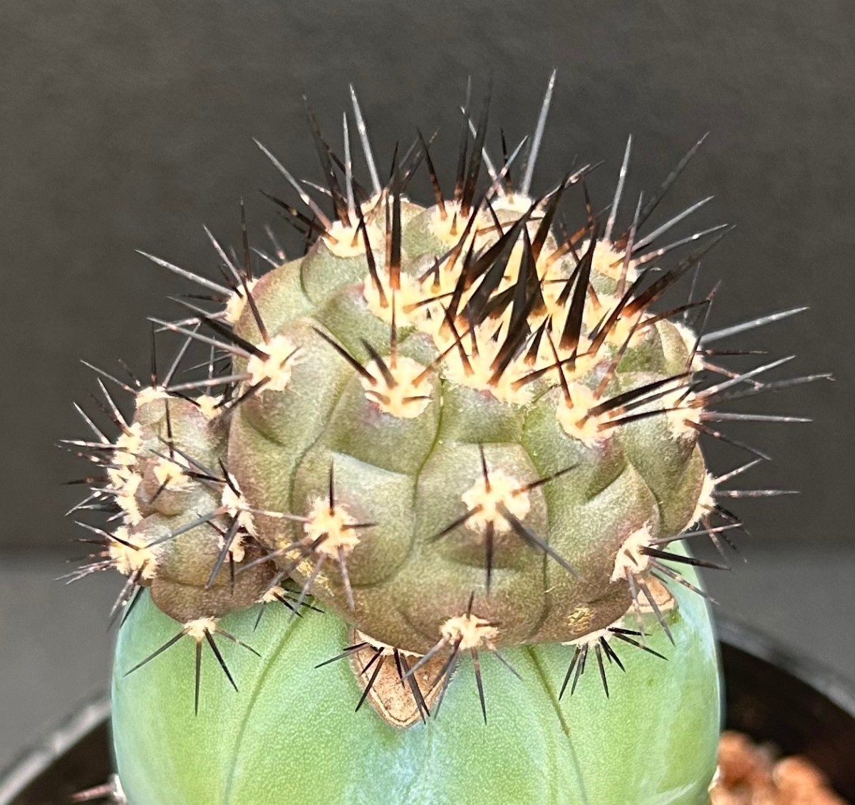 コピアポア 黒王丸 | サボテン Copiapoa シネレア ☆ガマンマの 実生