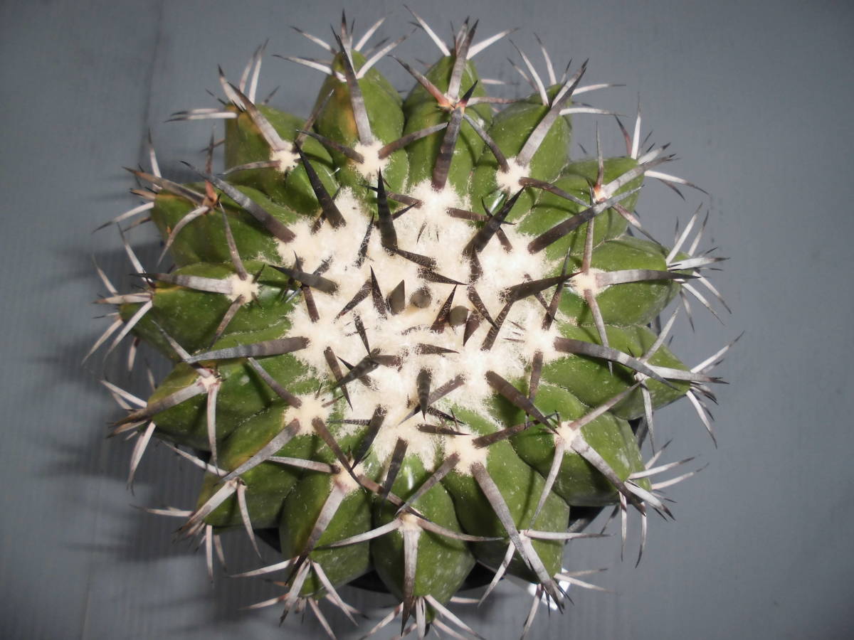 サボテン71：ギガンティア