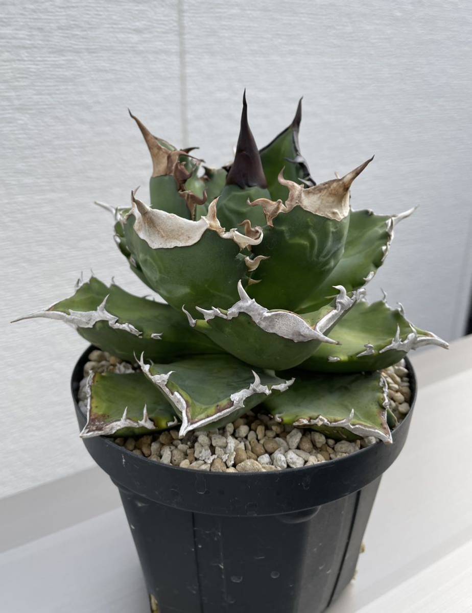鉢のまま発送 白火焔 ホワイトファイヤー アガベ チタノタ agave 鉢のまま発送 白火焔 ホワイトファイヤー アガベ チタノタ agave