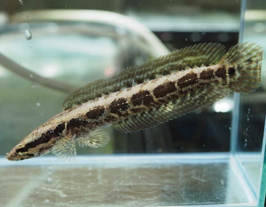 アフリカンスネークヘッド　１匹　240101