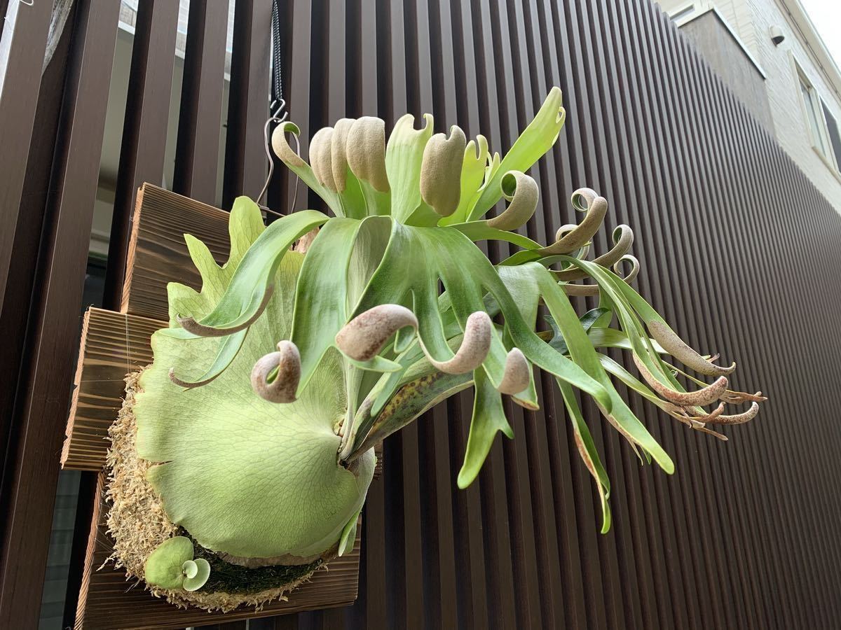 P.foong siqi (original clone) pup 【just platycerium】ビカクシダ