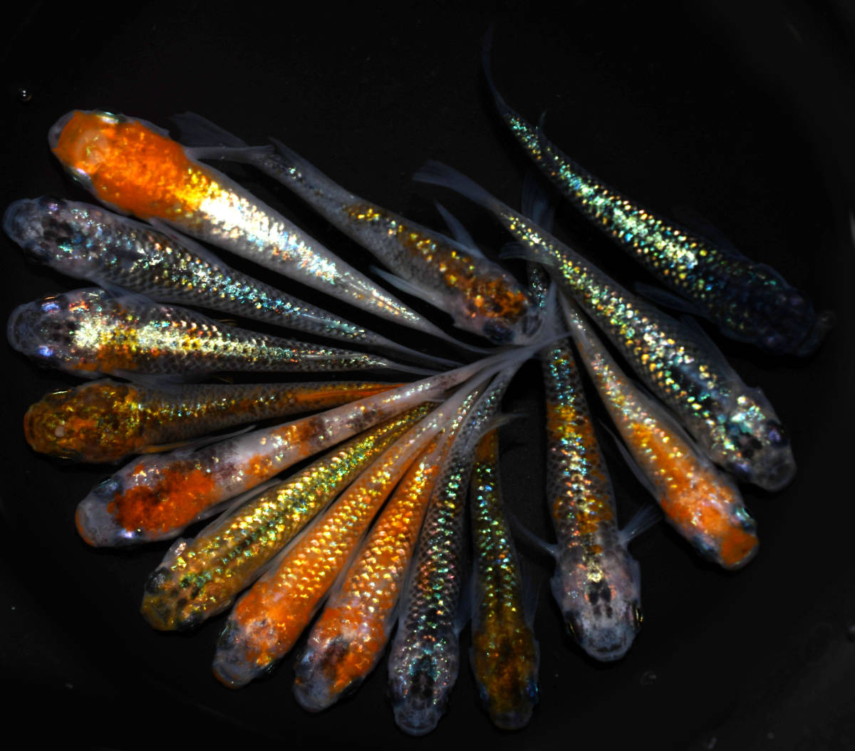 ◆天双メダカ◆　上物ラメメダカMIX　15匹　E45_1