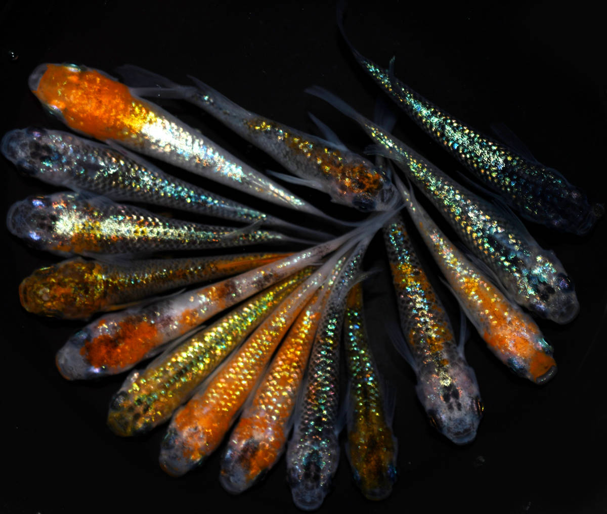 ◆天双メダカ◆　上物ラメメダカMIX　15匹　E45_2