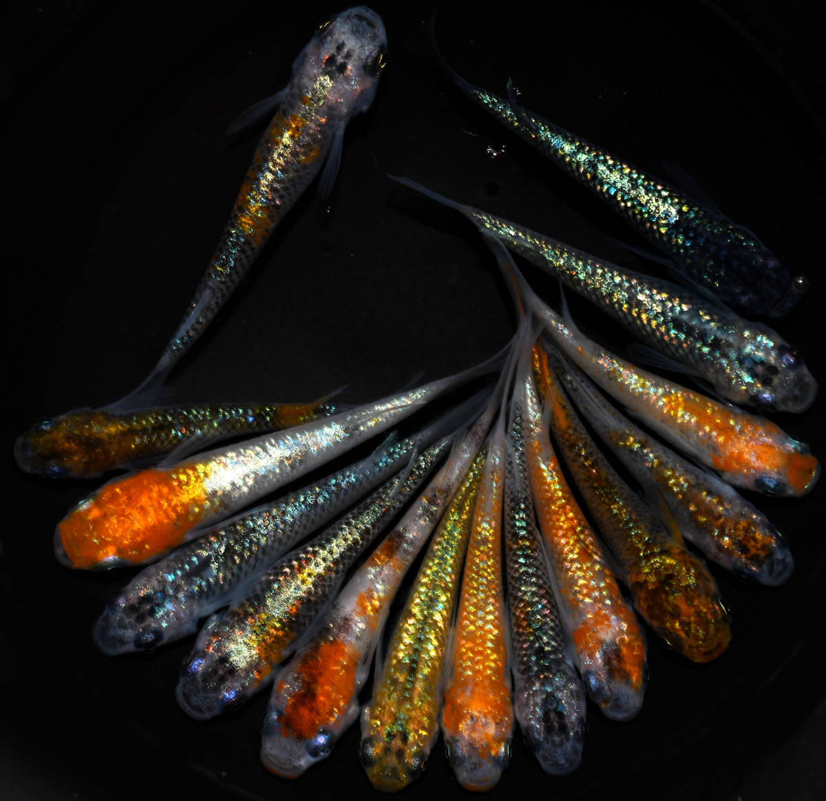 ◆天双メダカ◆　上物ラメメダカMIX　15匹　E45_3