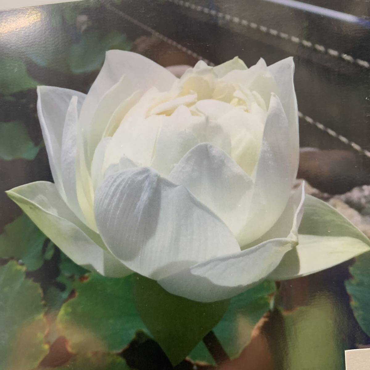 白万々　大型種　レンコン2本　蓮　ハス　はす　苗　レンコン　花蓮　ビオトープ　水田　蓮池_1