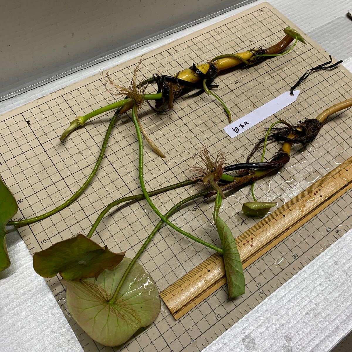 白万々　大型種　レンコン2本　蓮　ハス　はす　苗　レンコン　花蓮　ビオトープ　水田　蓮池_3