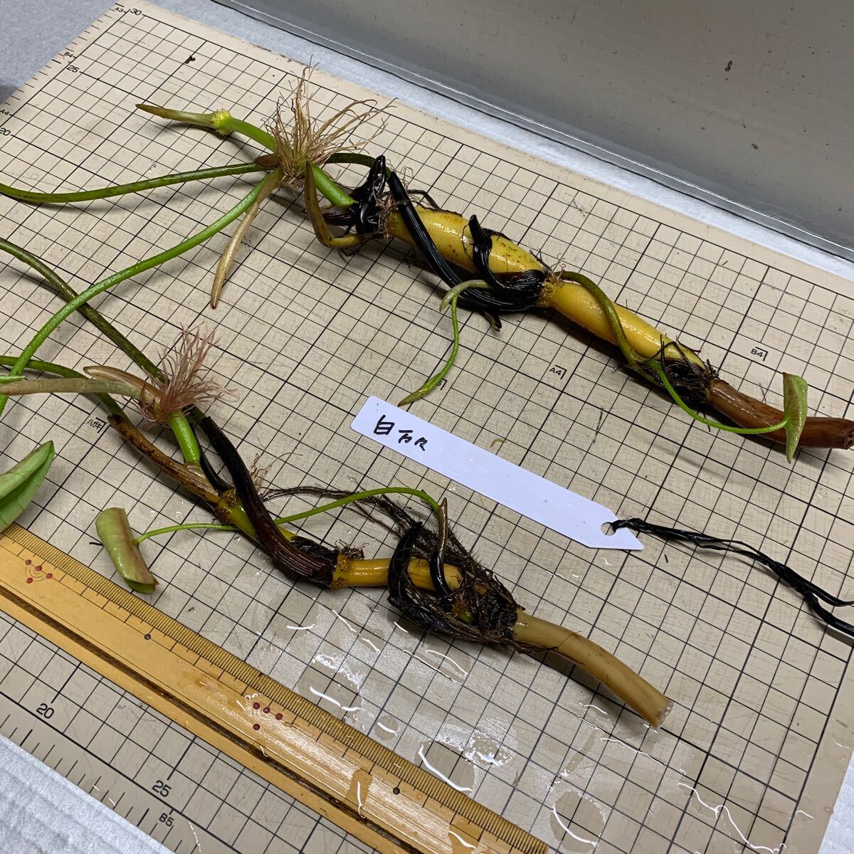 白万々　大型種　レンコン2本　蓮　ハス　はす　苗　レンコン　花蓮　ビオトープ　水田　蓮池_4