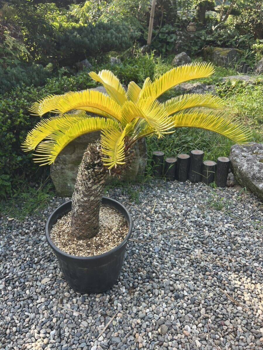 曲がり 黄金 ソテツ 蘇轍 黄金蘇鉄 黄金ソテツ サイカス レボルタ 地