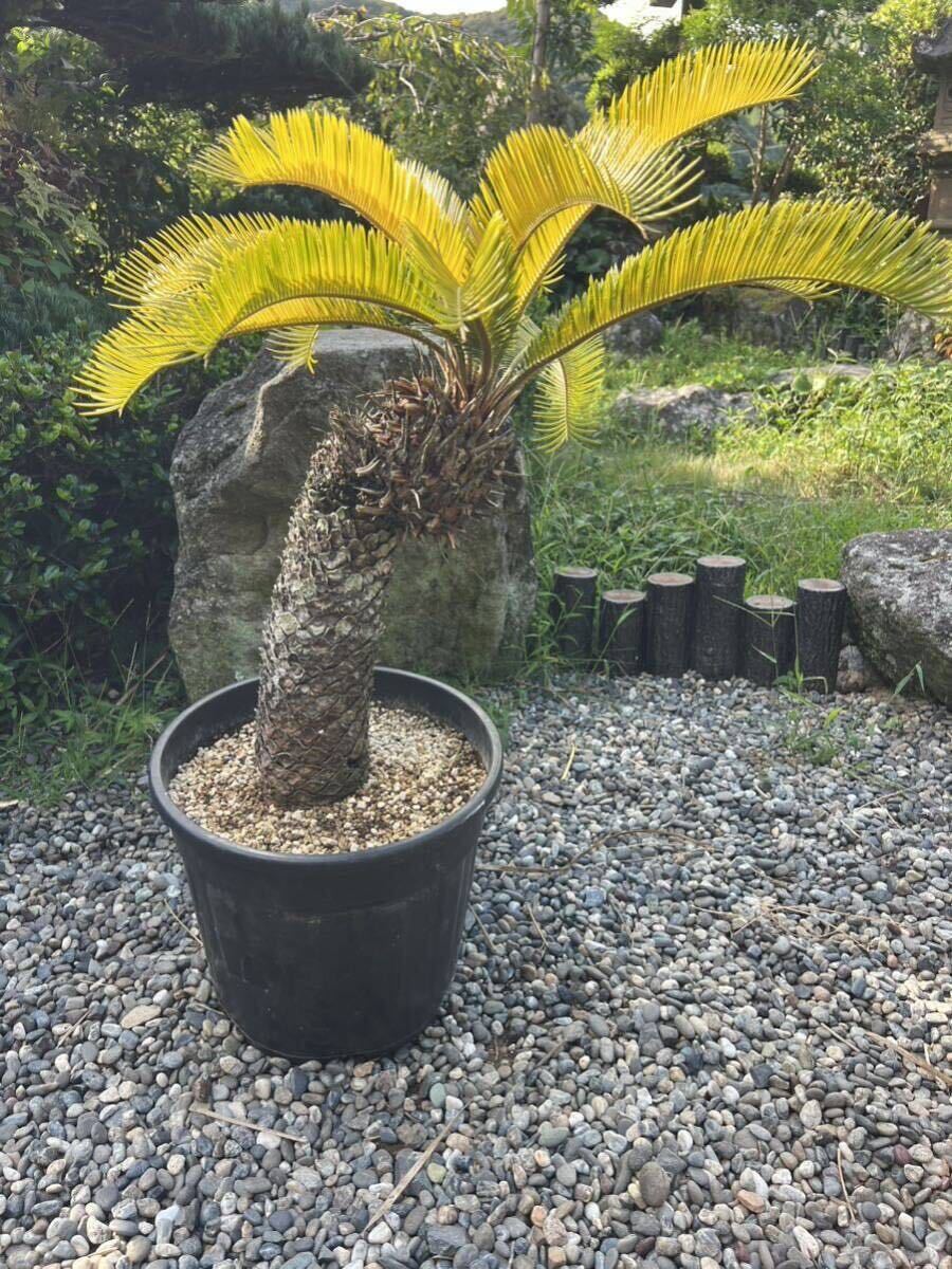 曲がり 黄金 ソテツ 蘇轍 黄金蘇鉄 黄金ソテツ サイカス レボルタ 地