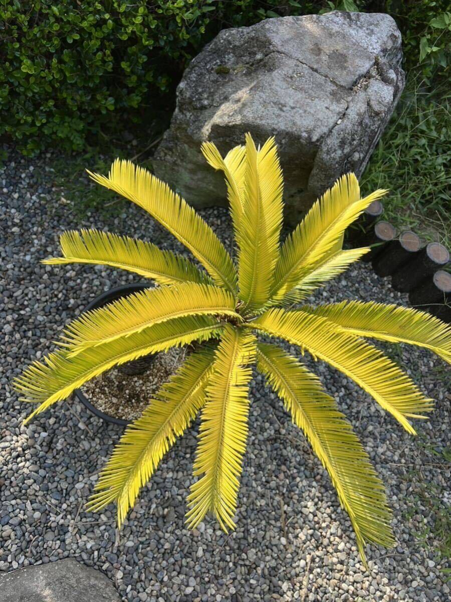 曲がり 黄金 ソテツ 蘇轍 黄金蘇鉄 黄金ソテツ サイカス レボルタ 地