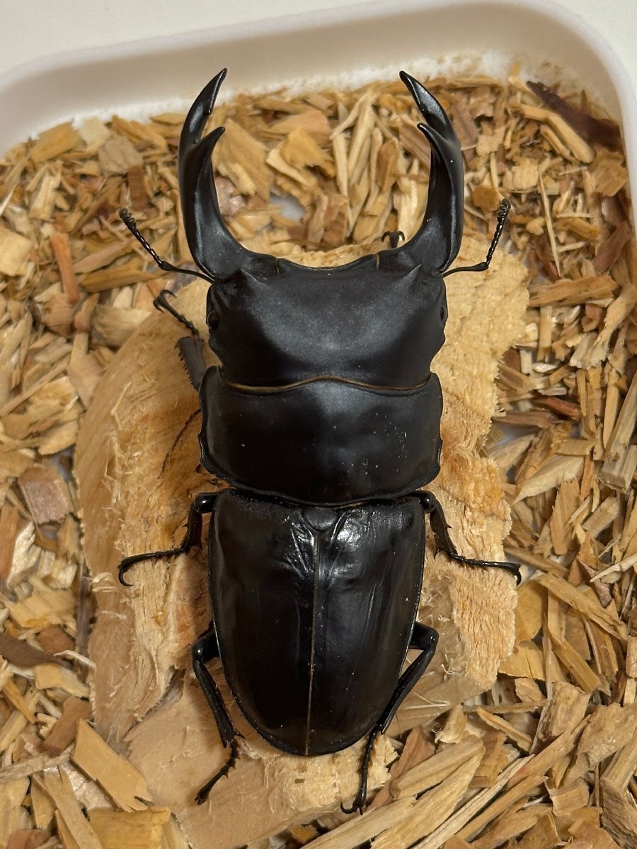 新成虫】♂86.4mm+♀55.0mm 能勢SR血統 yuya氏飼育個体 国産 