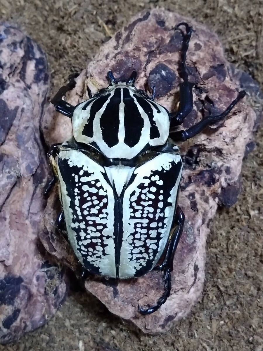 レア種★プレイシー ゴリアテス★成虫ペア【雄1＋なんと雌2！】_1