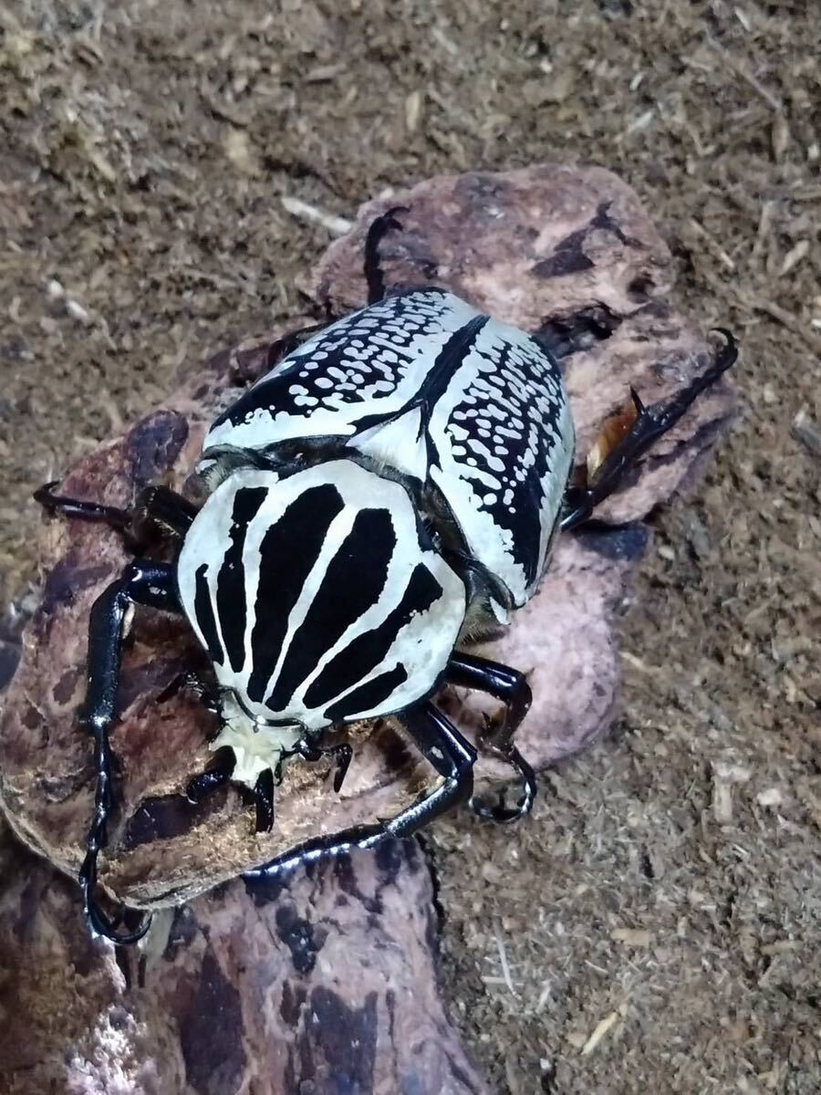 レア種★プレイシー ゴリアテス★成虫ペア【雄1＋なんと雌2！】_2