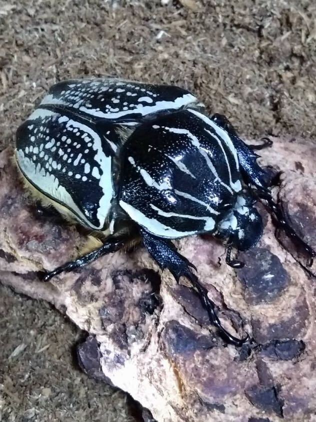 レア種★プレイシー ゴリアテス★成虫ペア【雄1＋なんと雌2！】_4