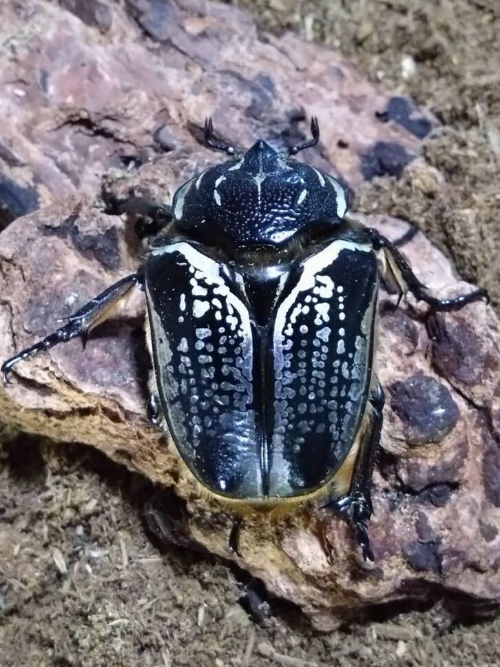 レア種★プレイシー ゴリアテス★成虫ペア【雄1＋なんと雌2！】_5