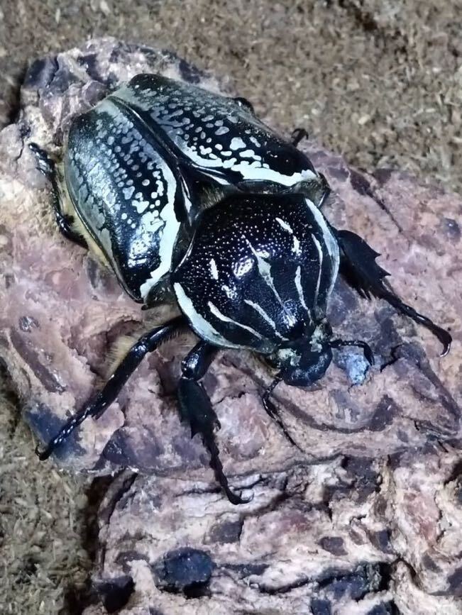 レア種★プレイシー ゴリアテス★成虫ペア【雄1＋なんと雌2！】_6