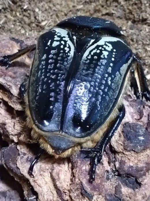 レア種★プレイシー ゴリアテス★成虫ペア【雄1＋なんと雌2！】_7