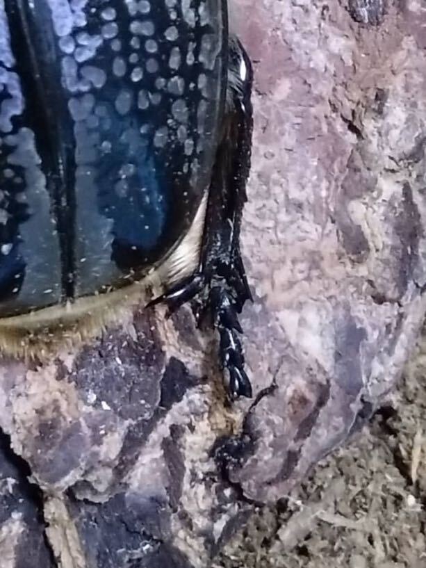 レア種★プレイシー ゴリアテス★成虫ペア【雄1＋なんと雌2！】_8