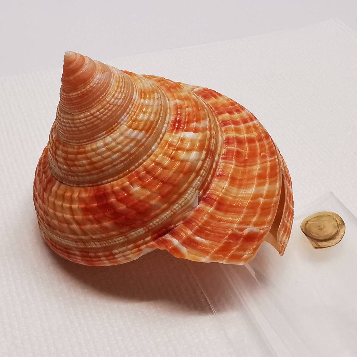 貝 標本 貝殻◇ オキナエビス 貝(翁戎貝) 殼高58mm、殼底幅58mm /蓋付