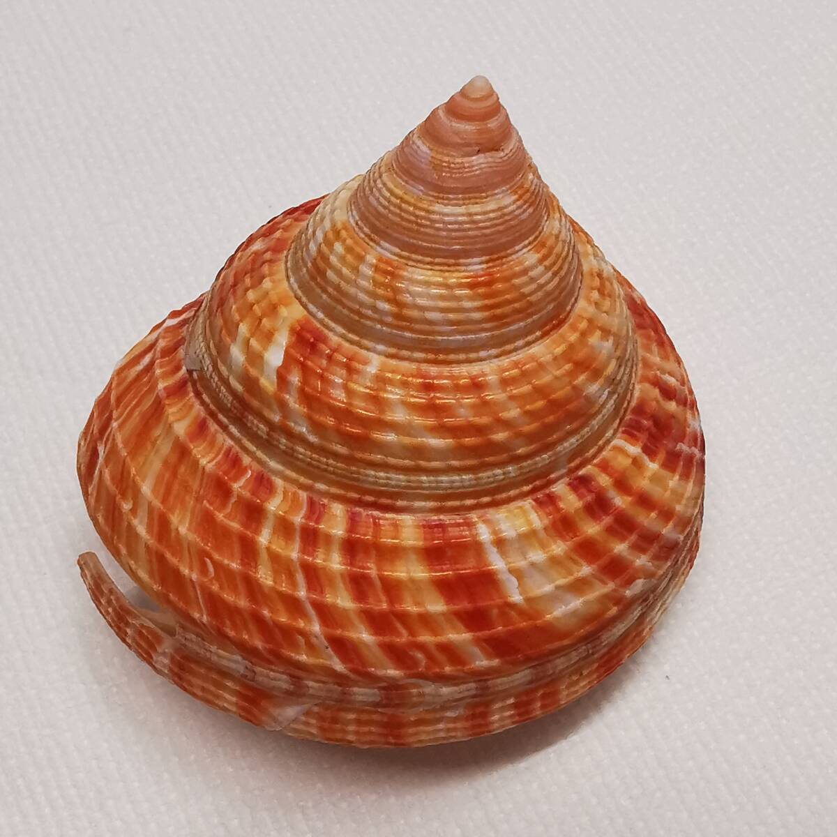 貝 標本 貝殻◇ オキナエビス 貝(翁戎貝) 殼高58mm、殼底幅58mm /蓋付
