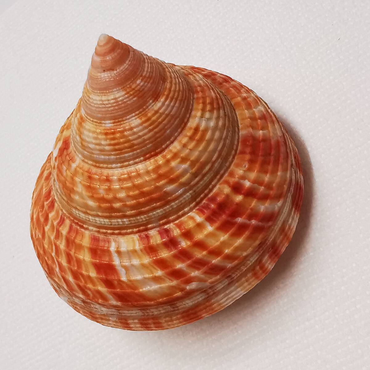 貝 標本 貝殻◇ オキナエビス 貝(翁戎貝) 殼高58mm、殼底幅58mm /蓋付