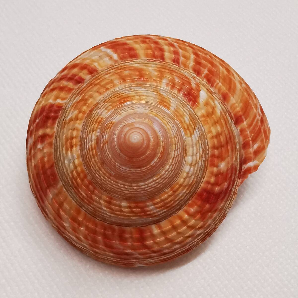 貝 標本 貝殻◇ オキナエビス 貝(翁戎貝) 殼高58mm、殼底幅58mm /蓋付